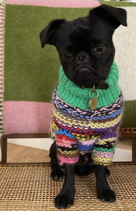 Charlotte hundegenser